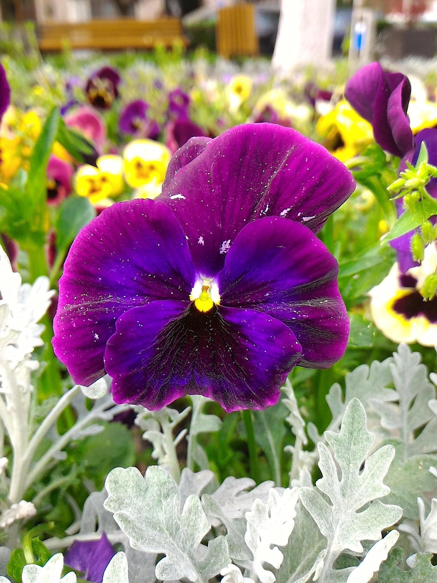 ASUS ZenFone 2 (ZE551ML) sample photo