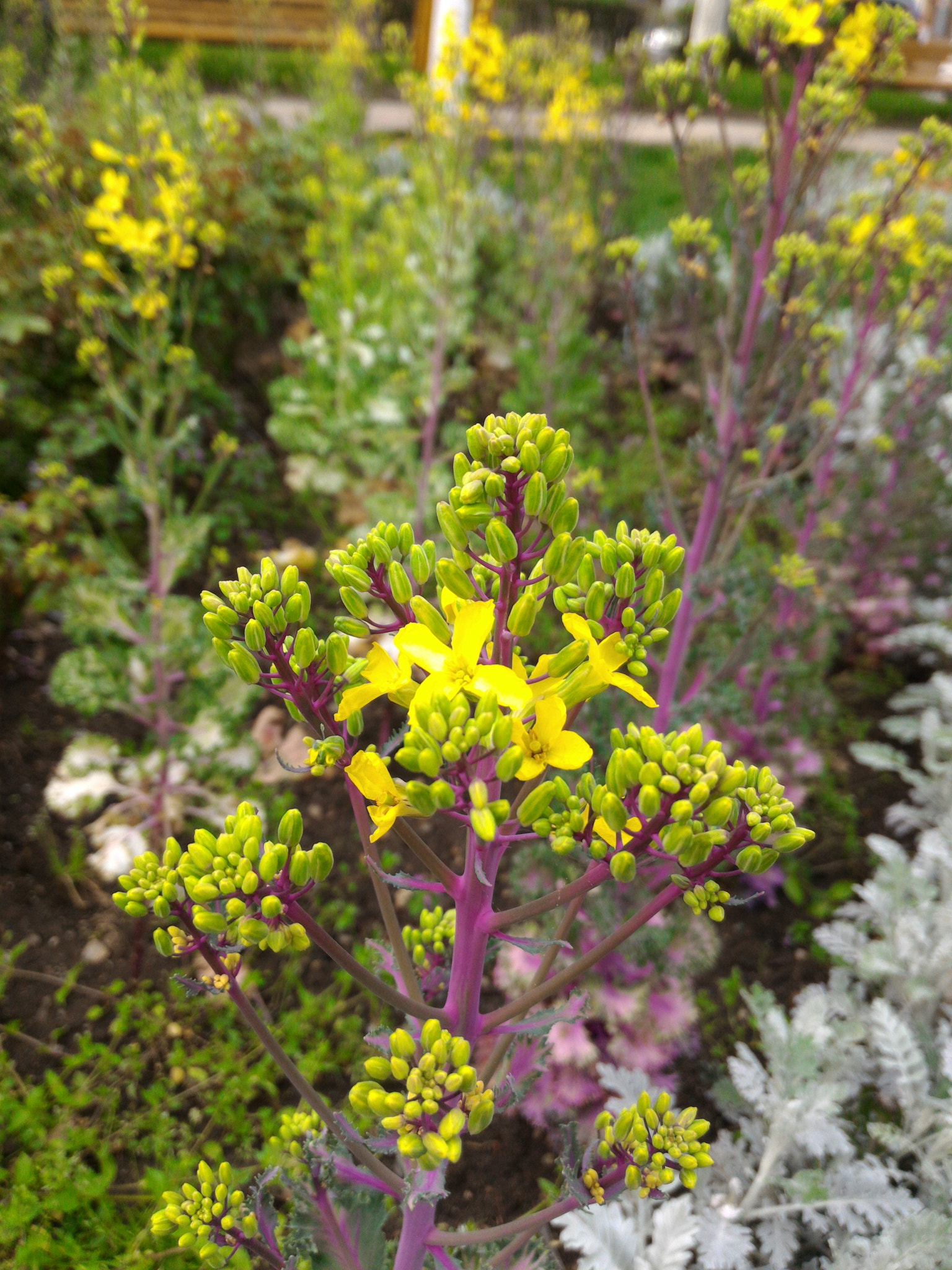 ASUS ZenFone 2 (ZE551ML) sample photo