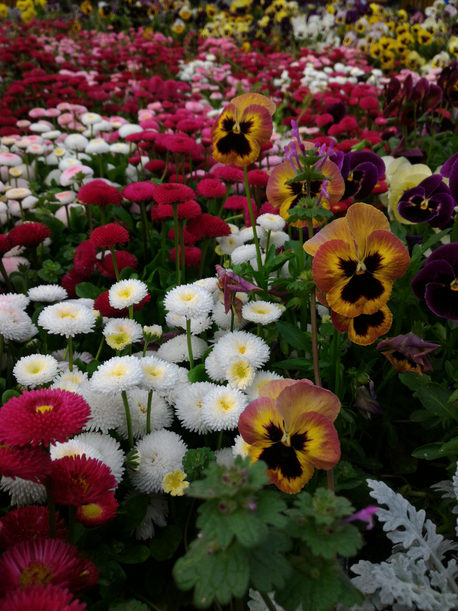 ASUS ZenFone 2 (ZE551ML) sample photo