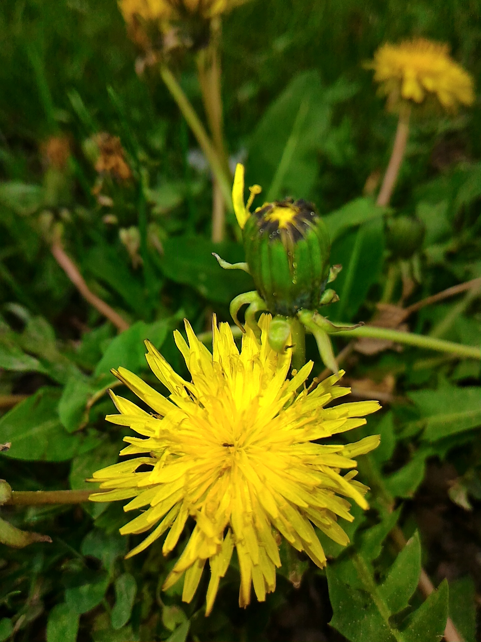 ASUS ZenFone 2 (ZE551ML) sample photo
