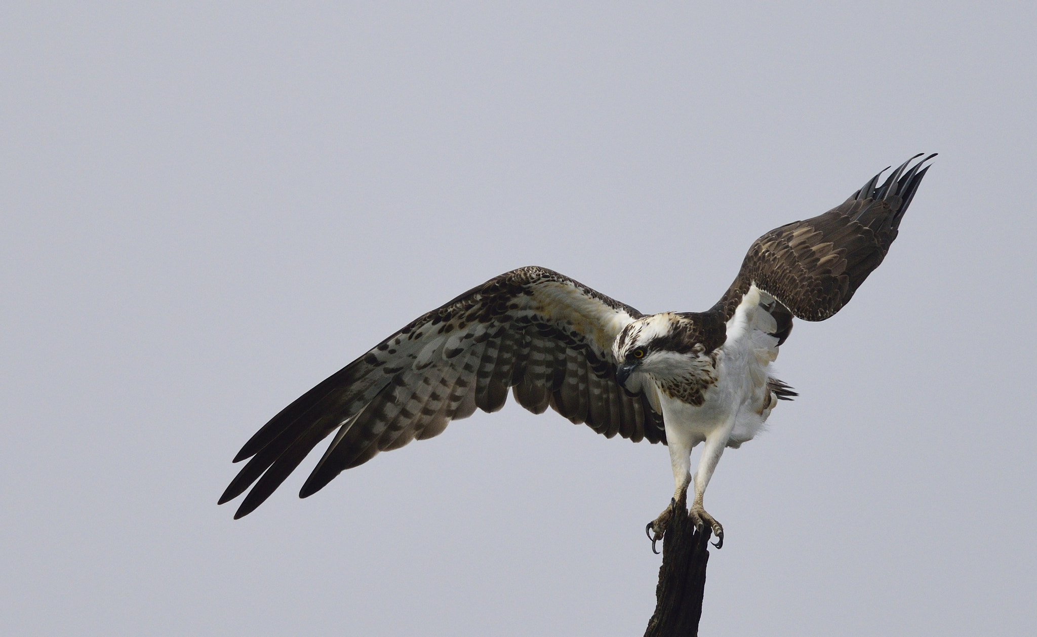 AF-S Nikkor 300mm f/2.8D IF-ED II sample photo. Dsc photography