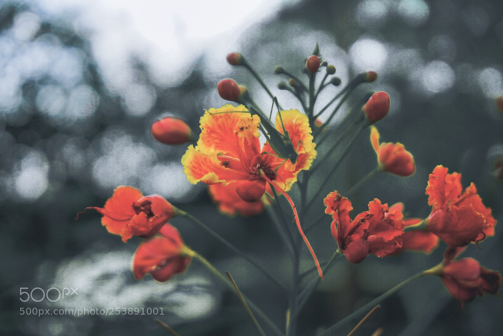Sony a6000 sample photo. Fireplant photography