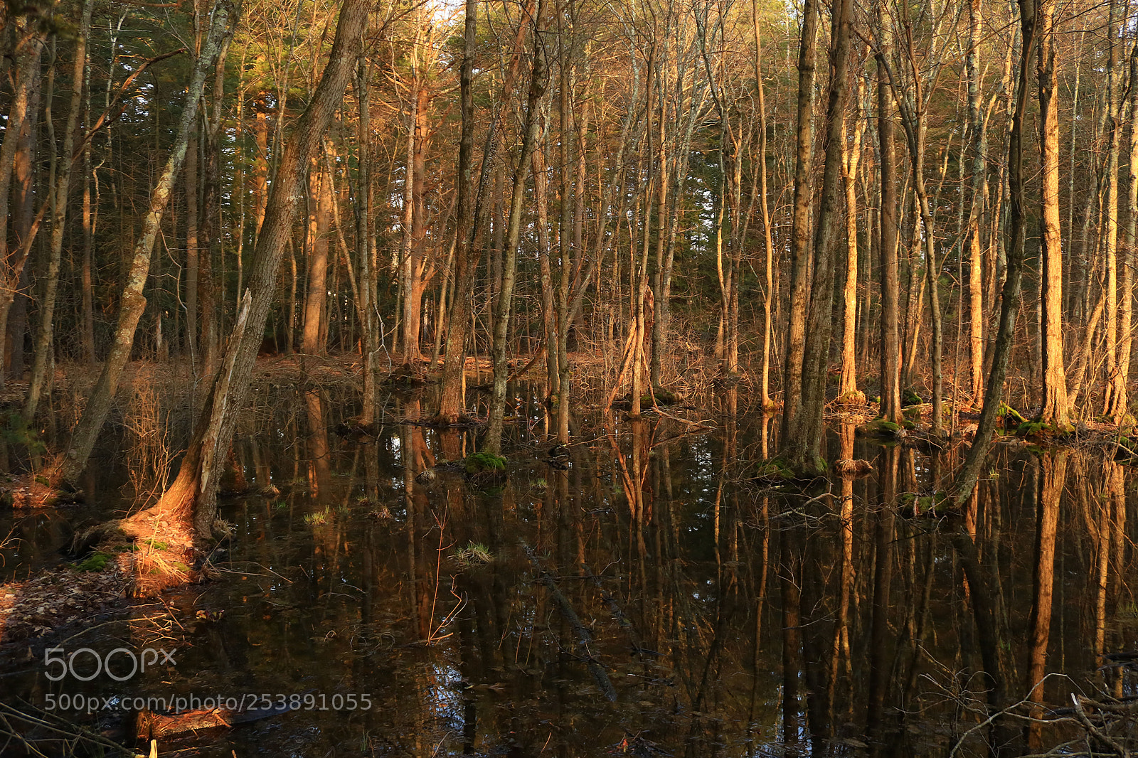 Canon EOS 750D (EOS Rebel T6i / EOS Kiss X8i) sample photo. Reflecting trees photography