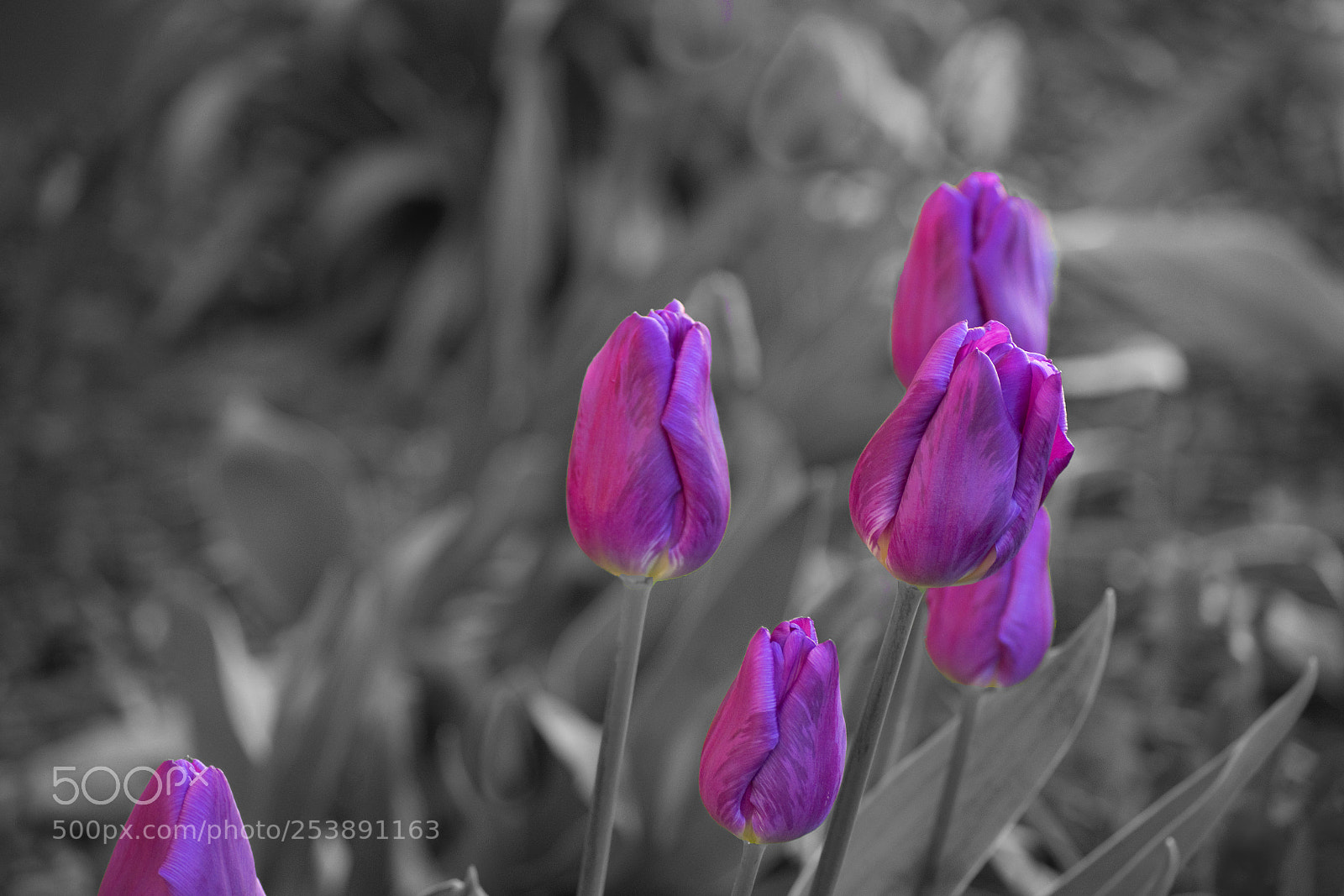 Nikon D3300 sample photo. Shades of black and photography