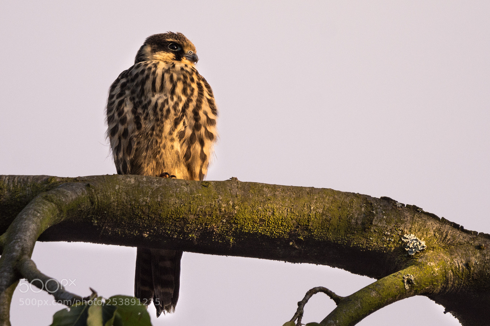 Nikon D7200 sample photo. Juvenile hobby photography