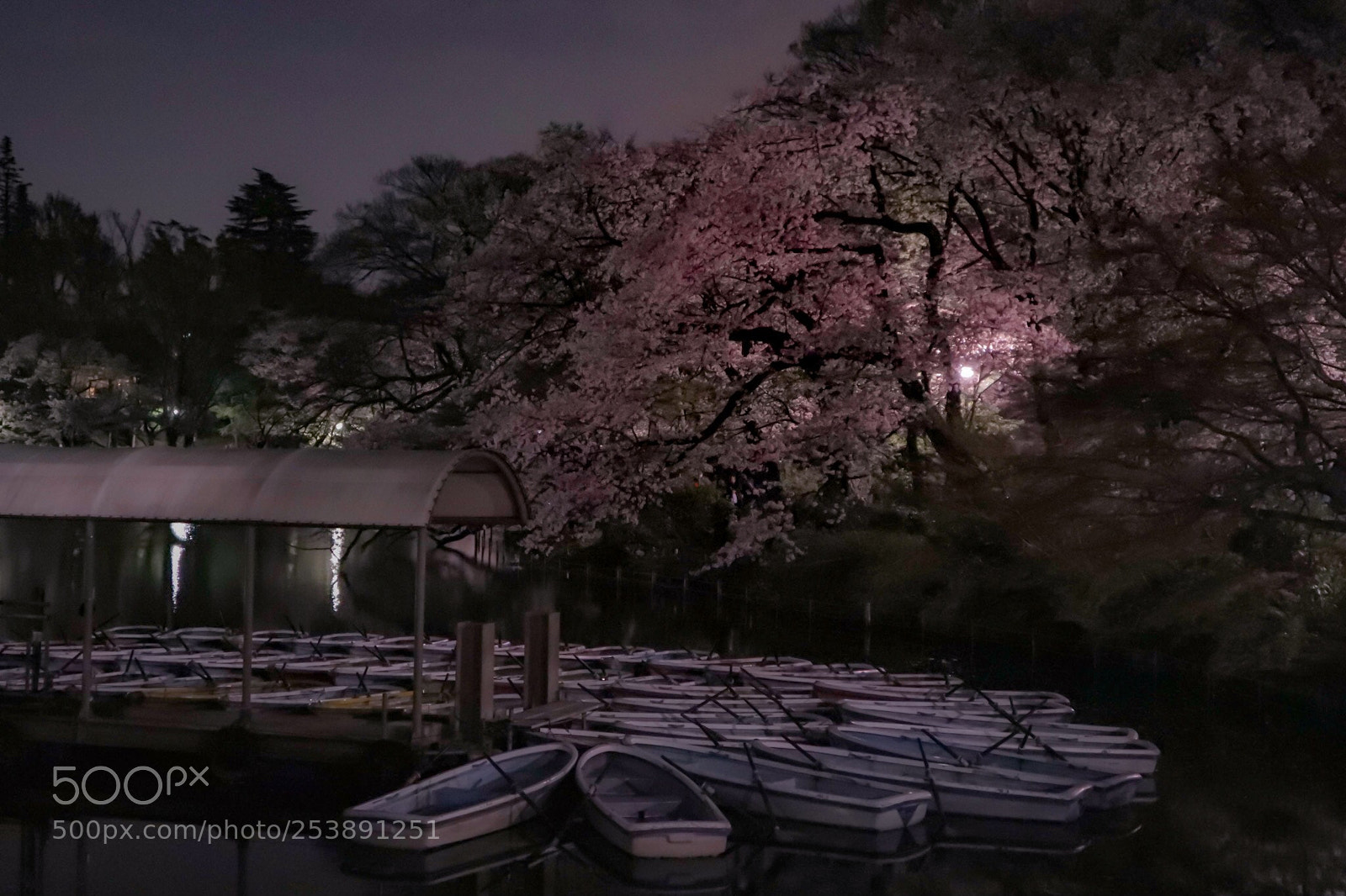 Canon EOS M5 sample photo. Cherry blossoms  photography