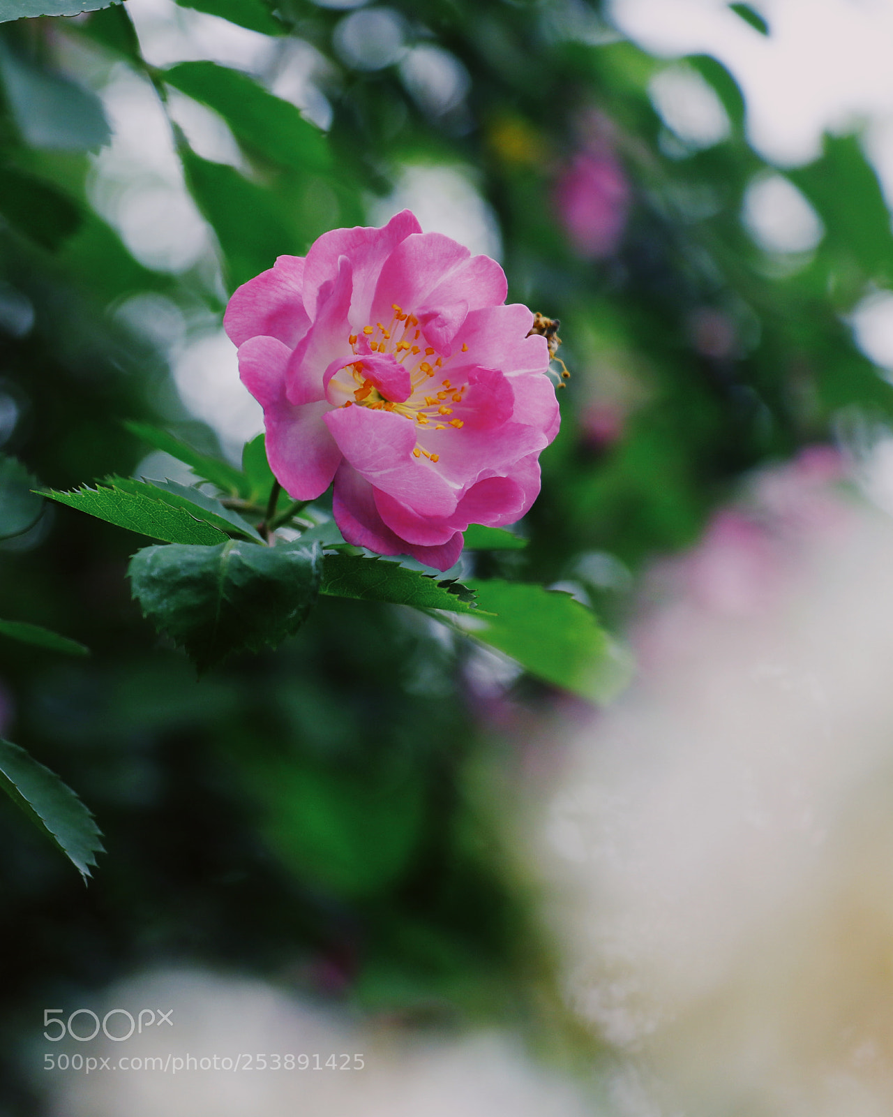 Canon EOS 80D sample photo. Untitled photography