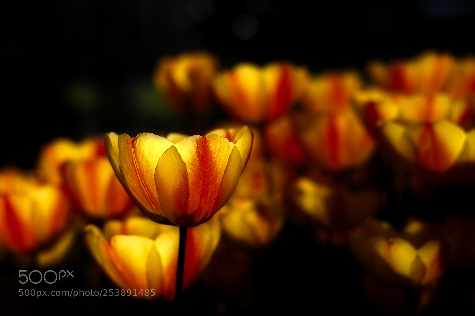 Fujifilm X-T1 sample photo. *** photography