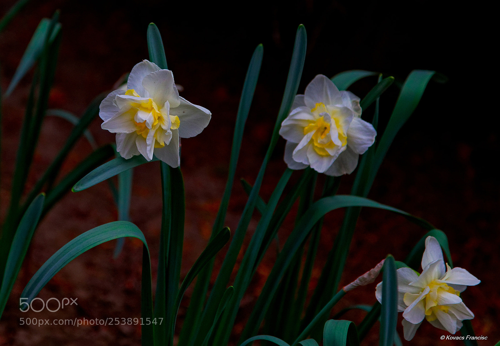 Canon EOS 5D Mark II sample photo. Narcissus photography