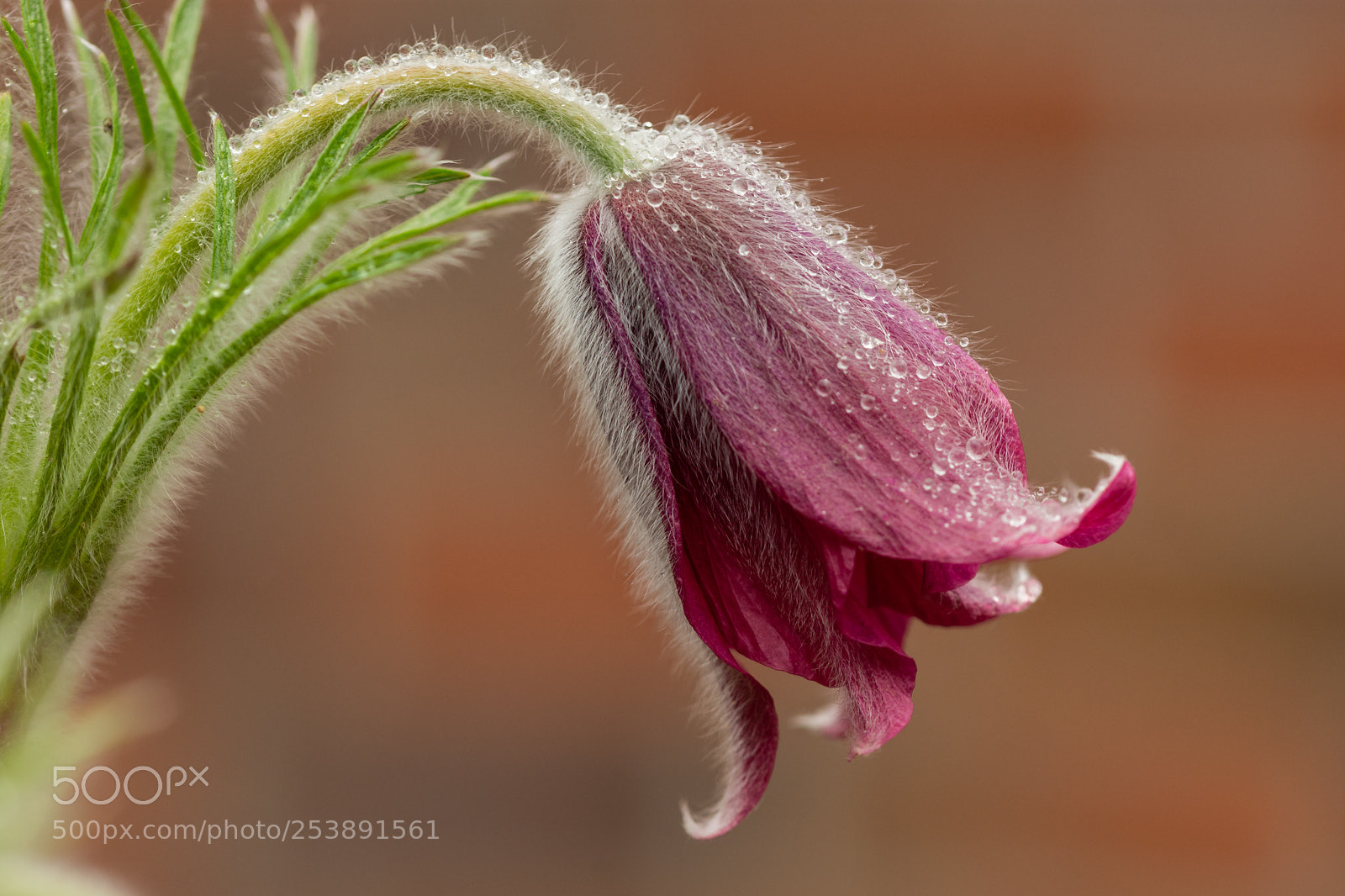 Nikon D7200 sample photo. Pasque flower on a photography