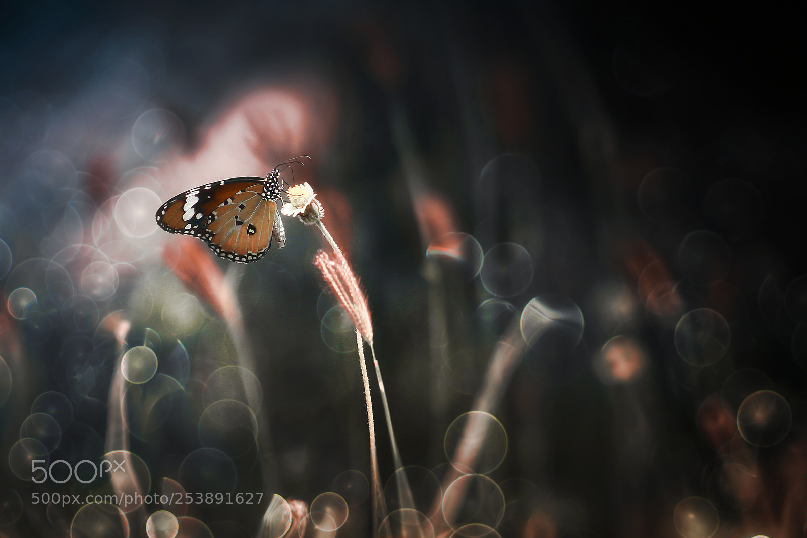 Canon EOS 50D sample photo. Butterfly photography