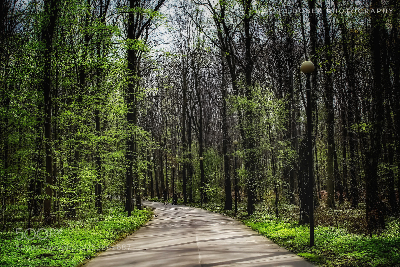 Canon EOS 1200D (EOS Rebel T5 / EOS Kiss X70 / EOS Hi) sample photo. Road in forest photography