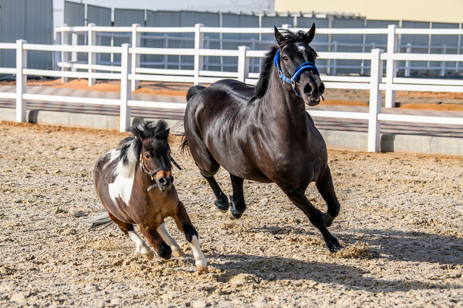 Nikon D850 sample photo. Horse and pony run photography