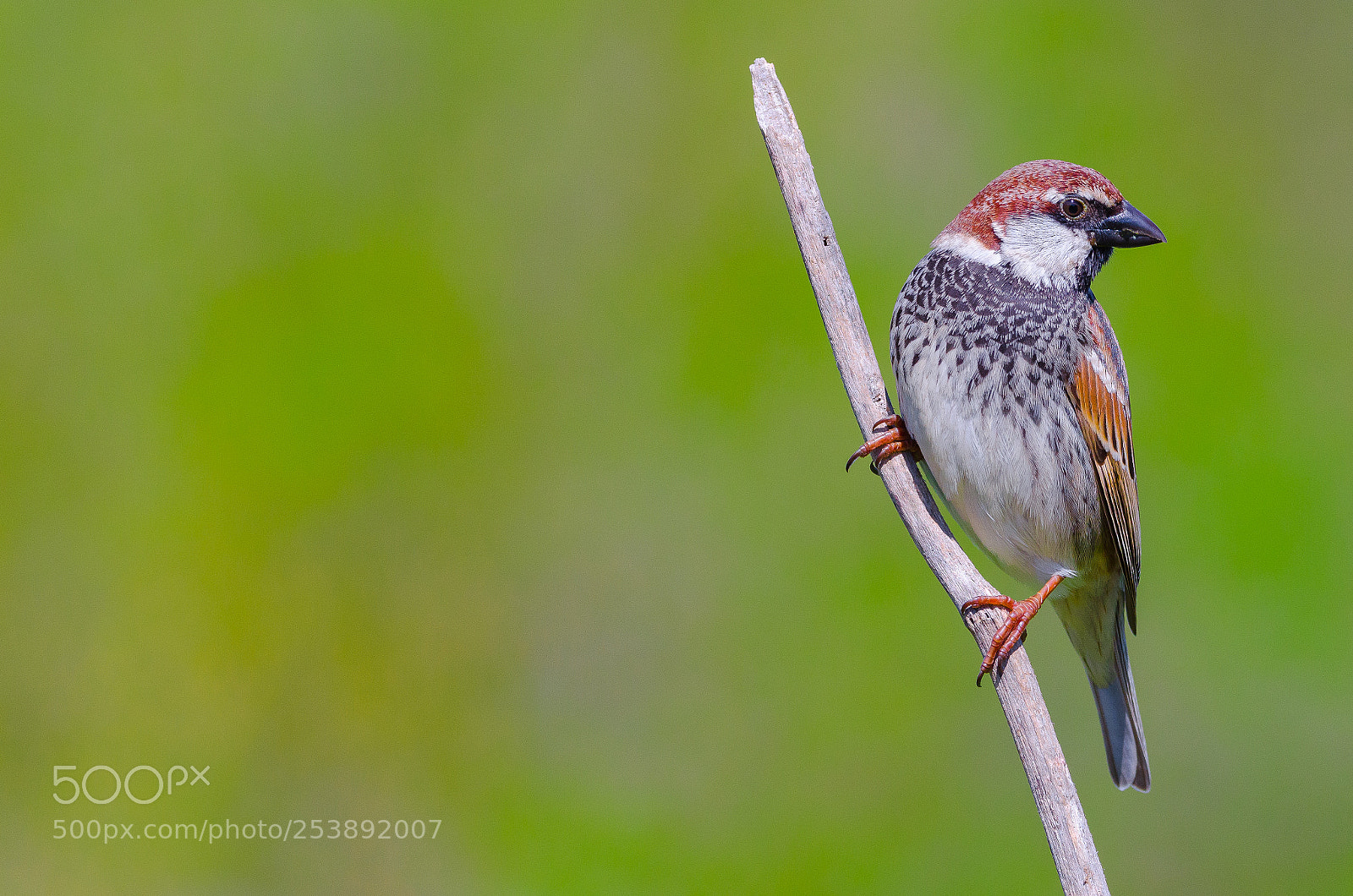 Nikon D7000 sample photo. Spanish sparrow photography