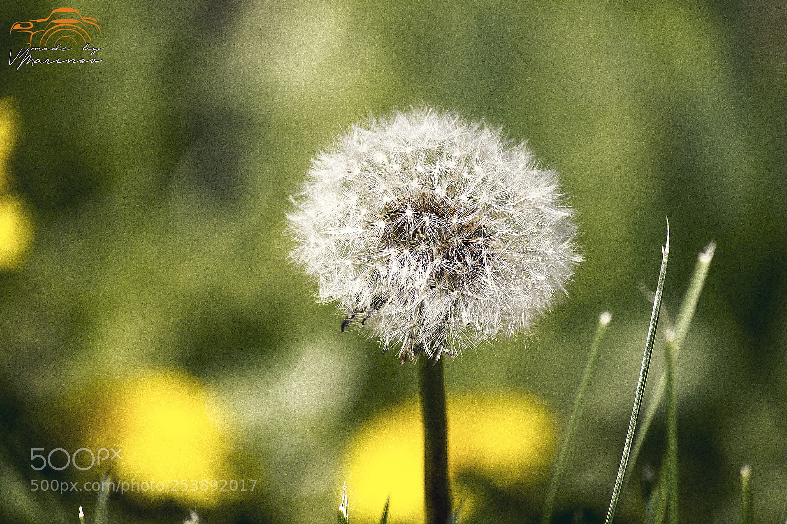 Canon EOS 1100D (EOS Rebel T3 / EOS Kiss X50) sample photo. The beauty of the photography