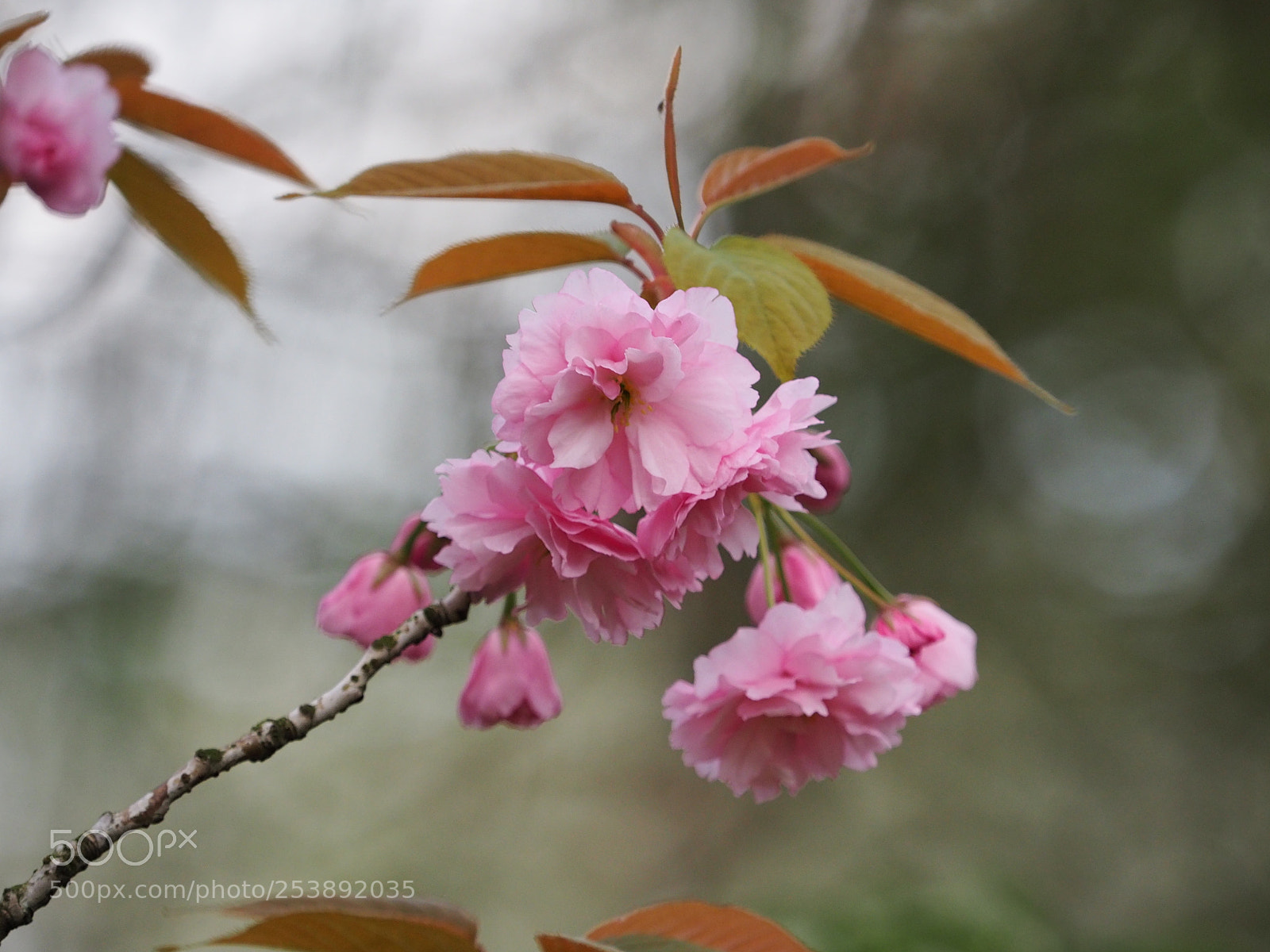 Olympus OM-D E-M5 II sample photo. Japanische nelkenkirsche photography