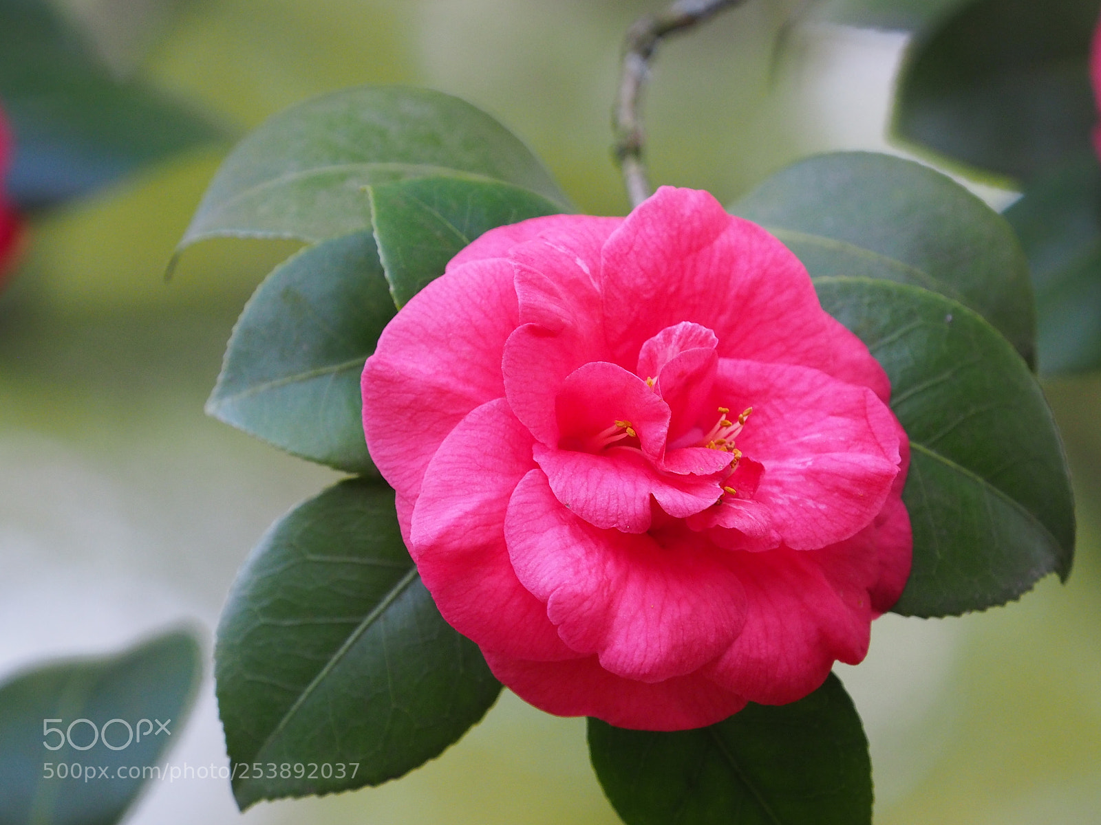 Olympus OM-D E-M5 II sample photo. Kamelie photography