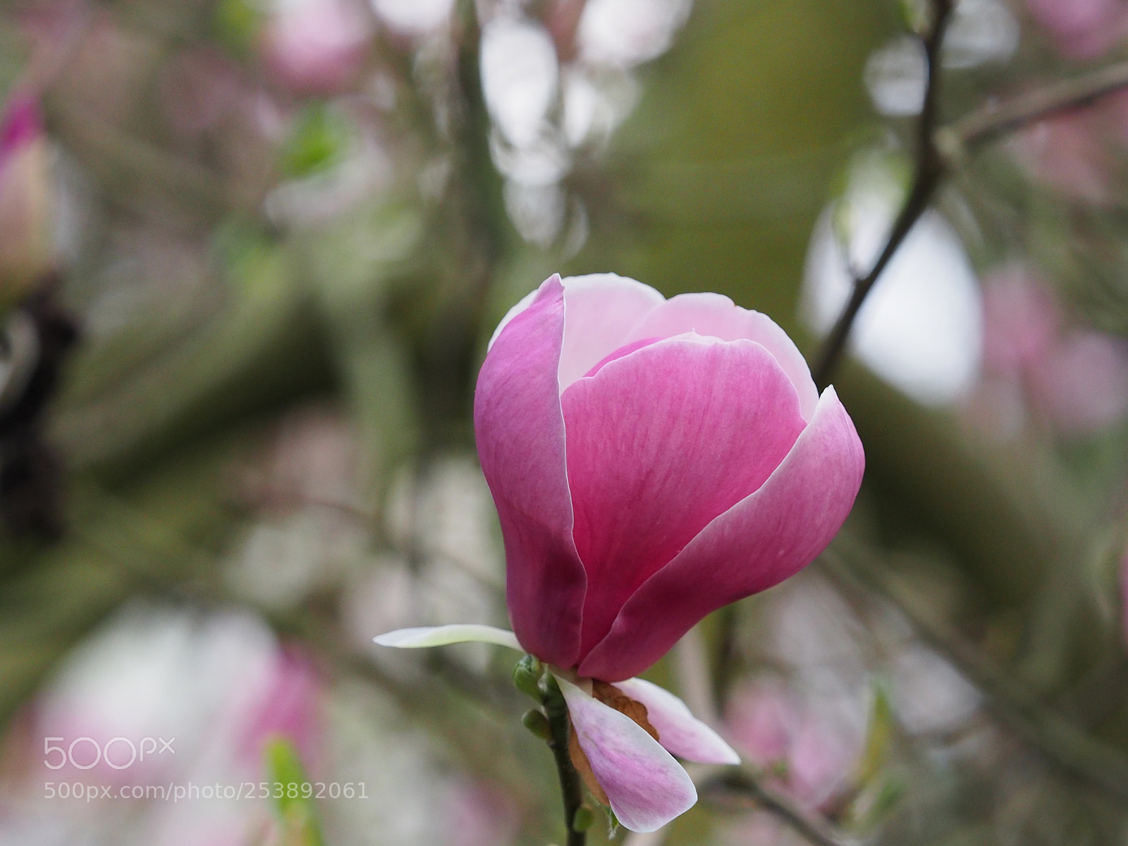 Olympus OM-D E-M5 II sample photo. Magnolie photography