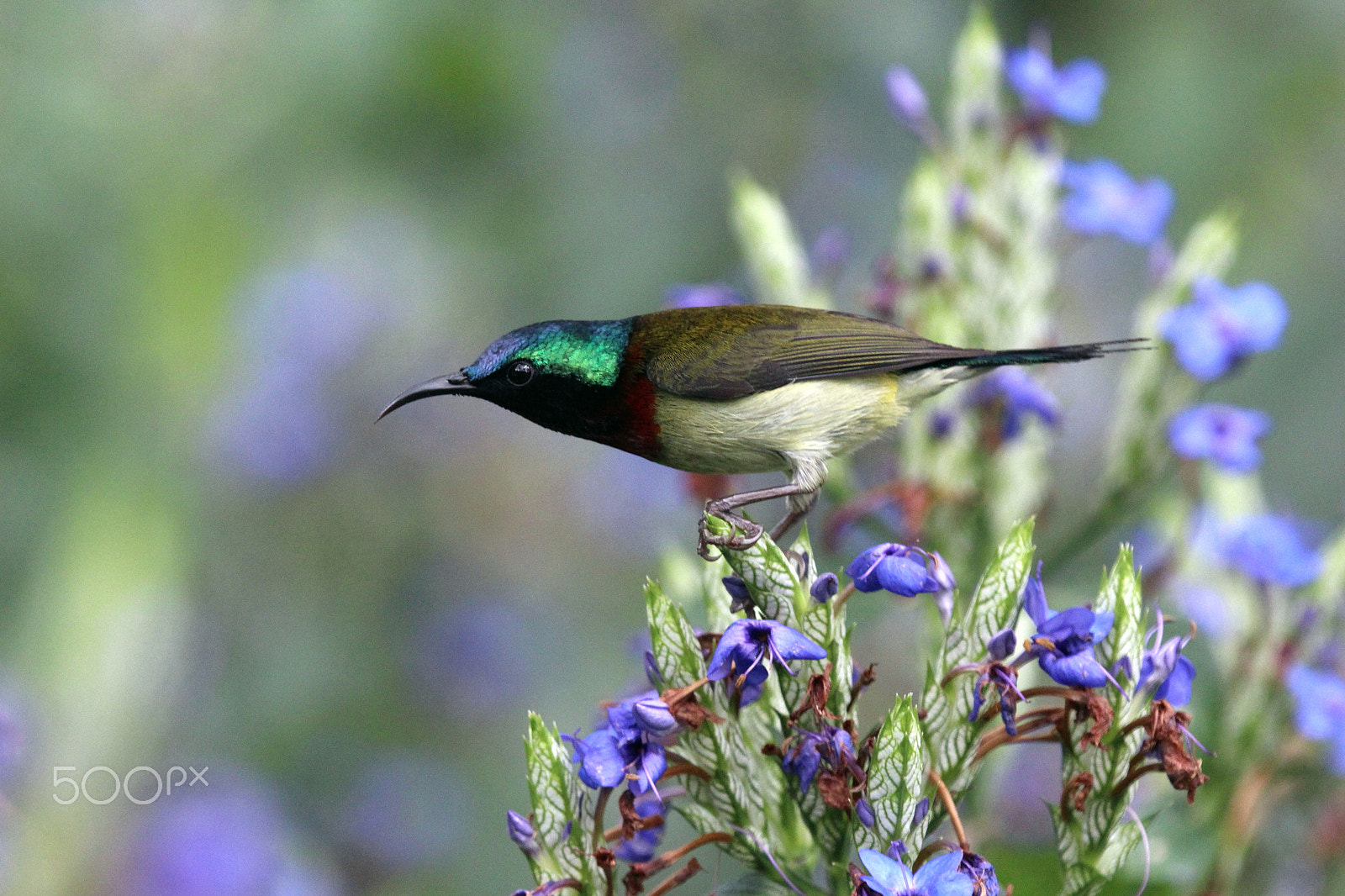Canon EOS 700D (EOS Rebel T5i / EOS Kiss X7i) sample photo. Fork-tailed sunbird photography