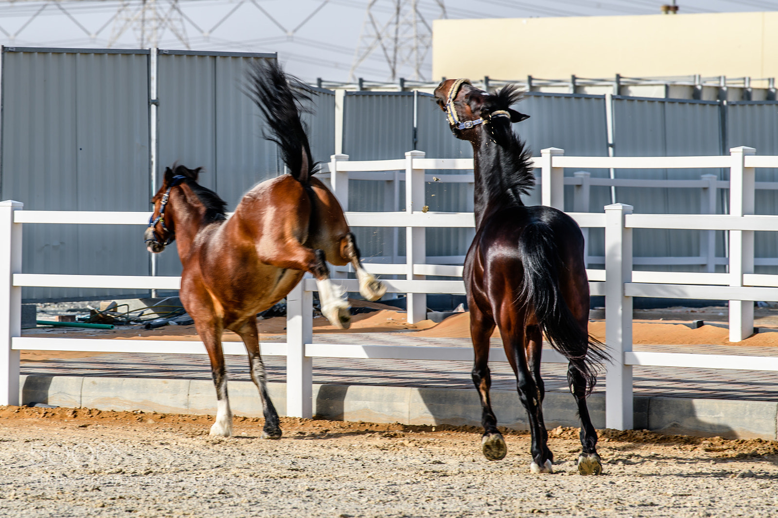 Nikon D850 sample photo. Horse kick to the photography