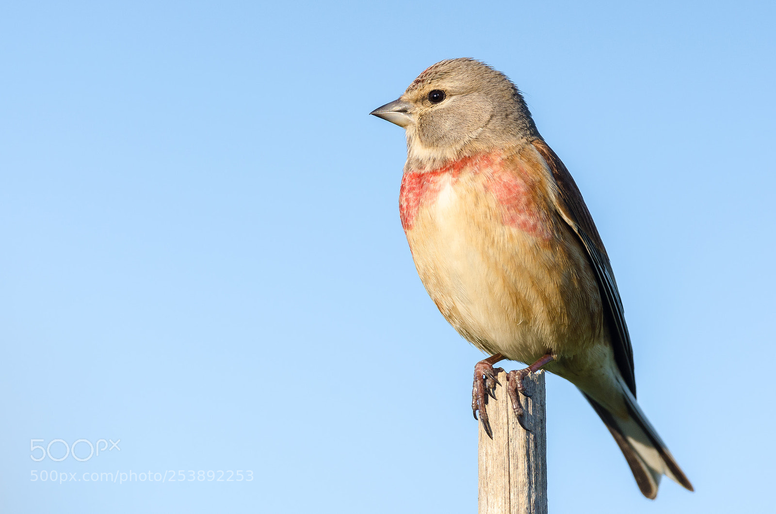 Nikon D7000 sample photo. Male carduelis cannabina photography