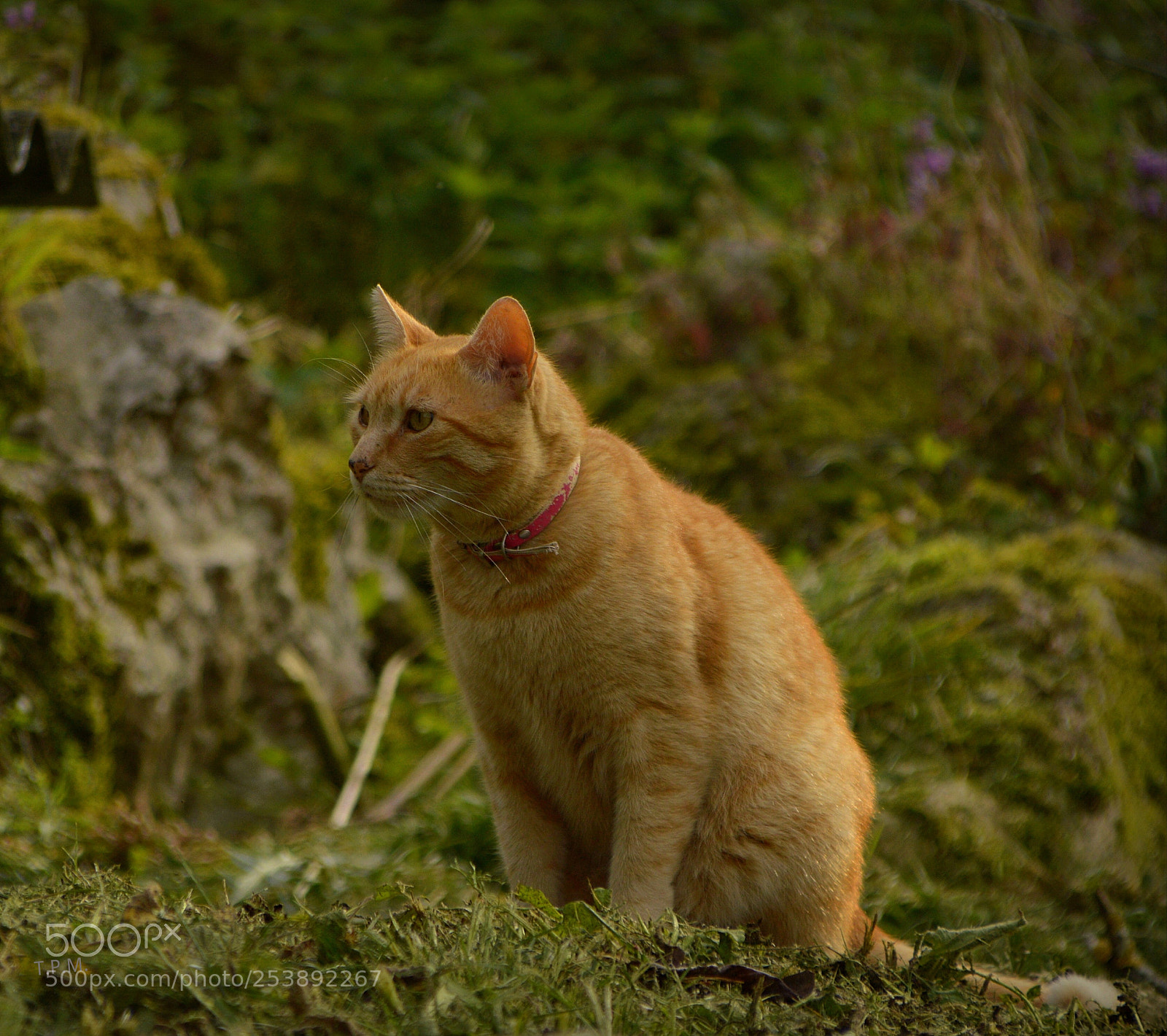 Nikon D3200 sample photo. Siempre alerta ( always alert ) . photography