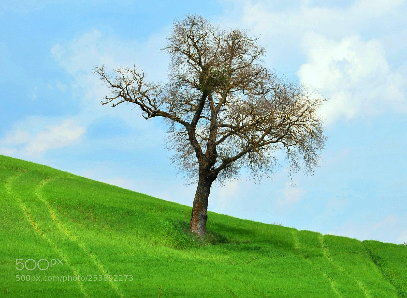 Nikon D7000 sample photo. Alone photography