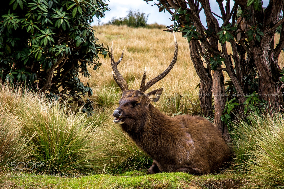 Nikon D7100 sample photo. Sambar deer photography