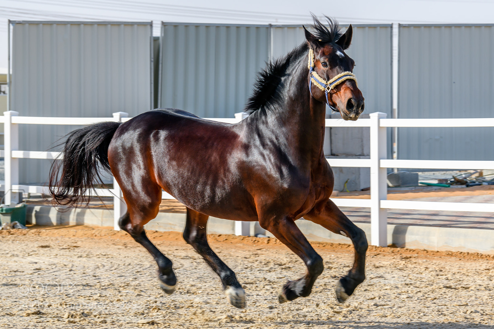 Nikon D850 sample photo. Hovering horse photography