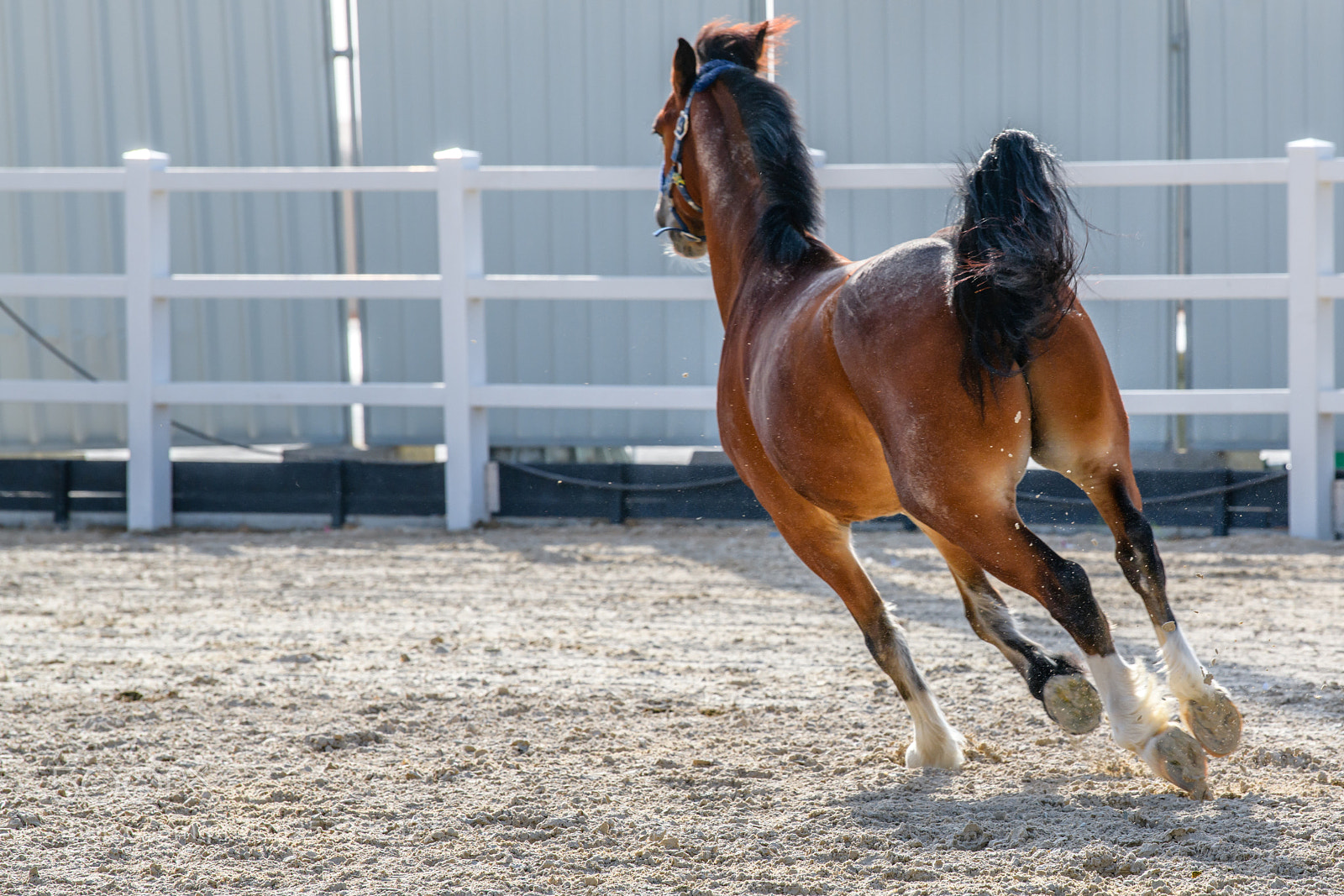 Nikon D850 sample photo. Horse turning the corner photography