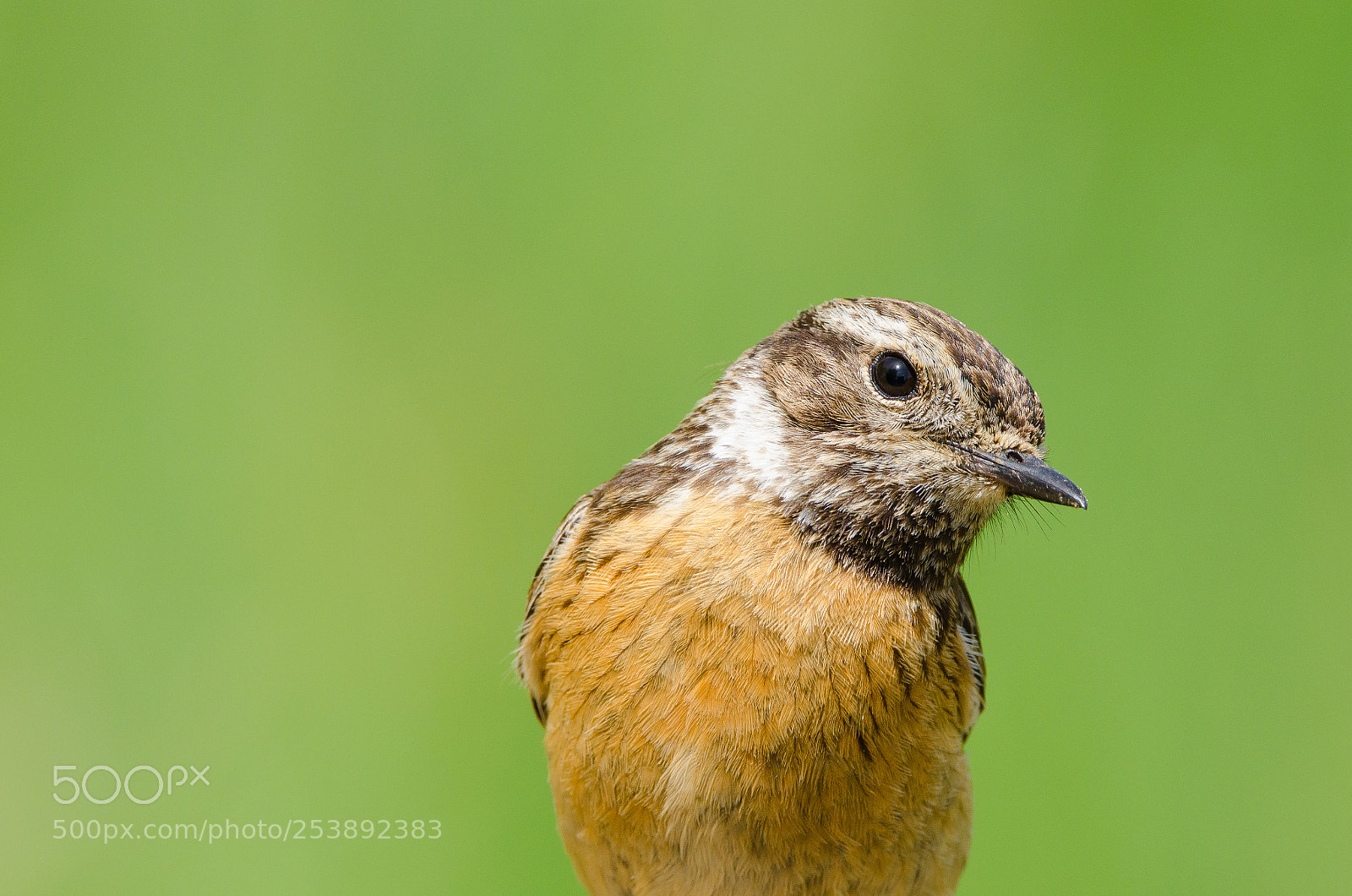 Nikon D7000 sample photo. Saxicola rubicola photography