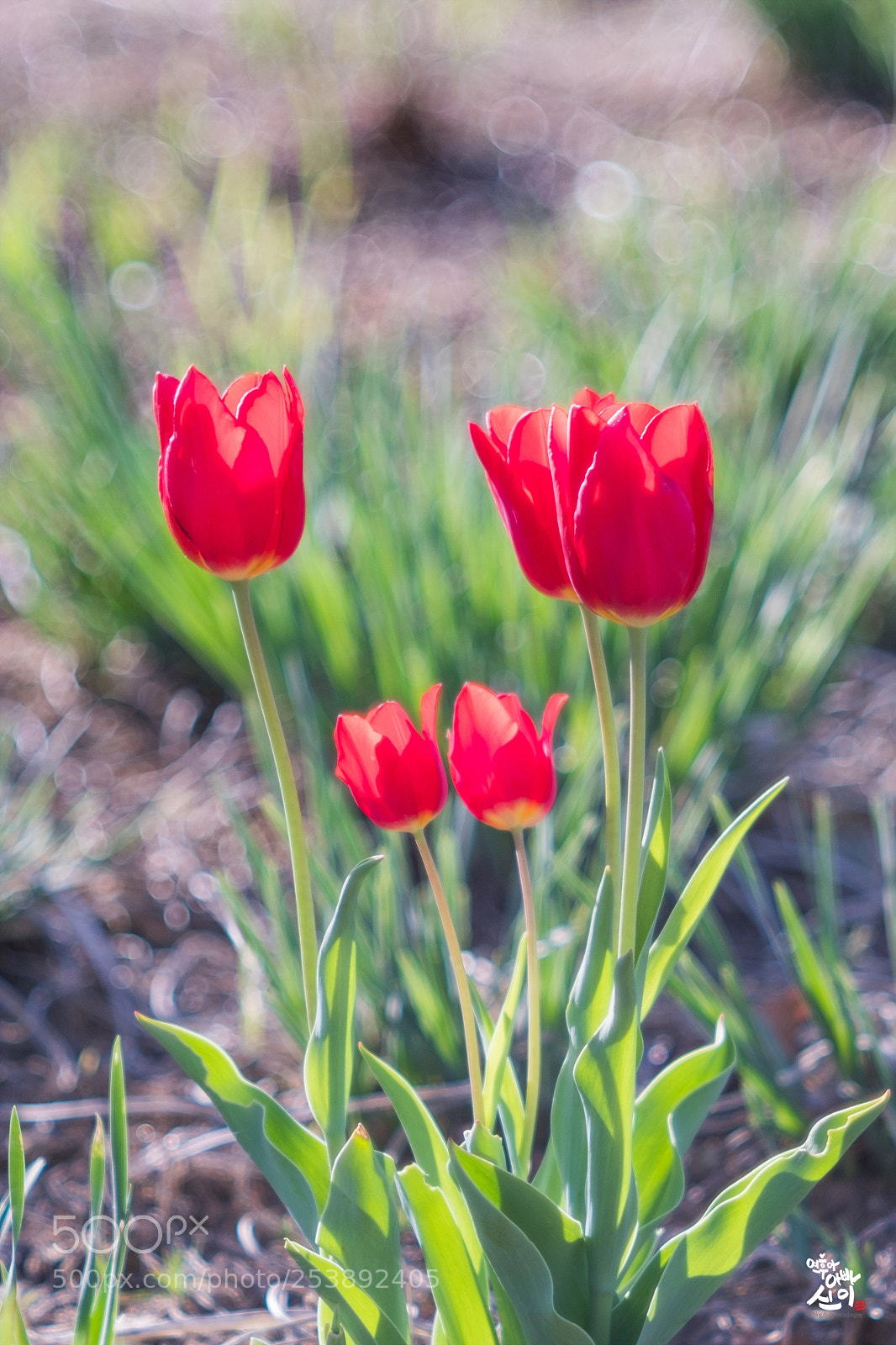 Fujifilm X-T2 sample photo. Red tulip photography