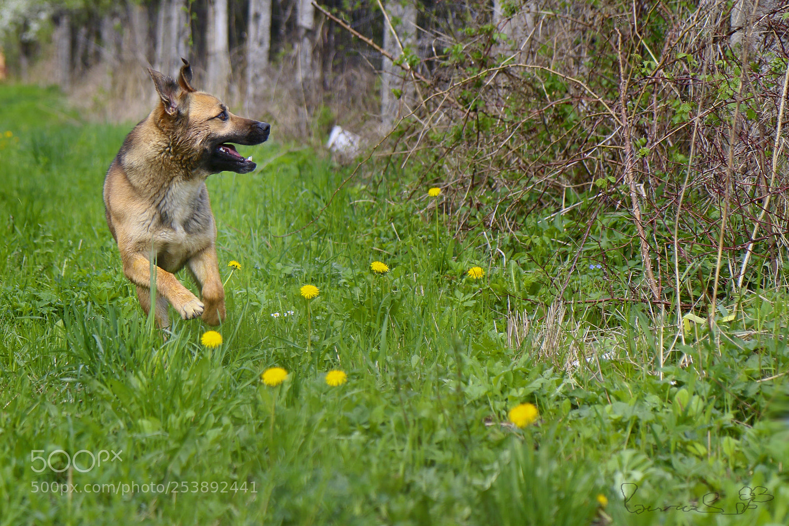 Canon EOS 70D sample photo. ~ play ~ photography