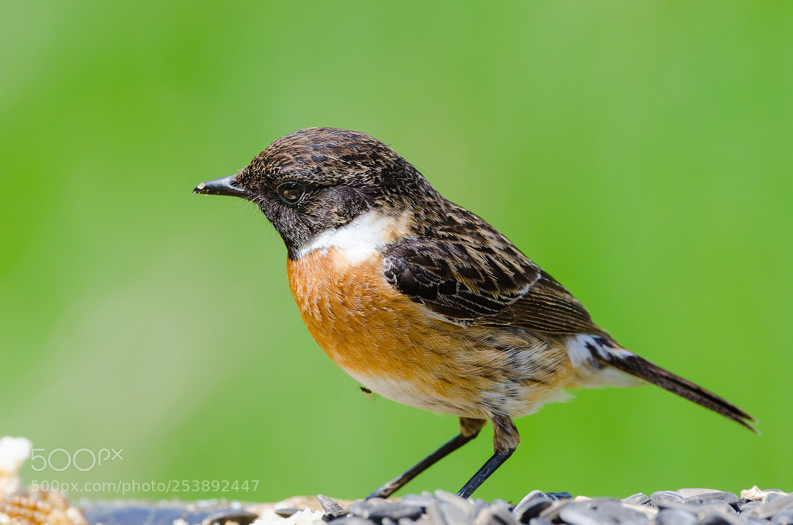 Nikon D7000 sample photo. Saxicola rubicola photography