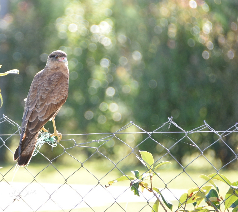 Nikon D7200 sample photo. Untitled photography