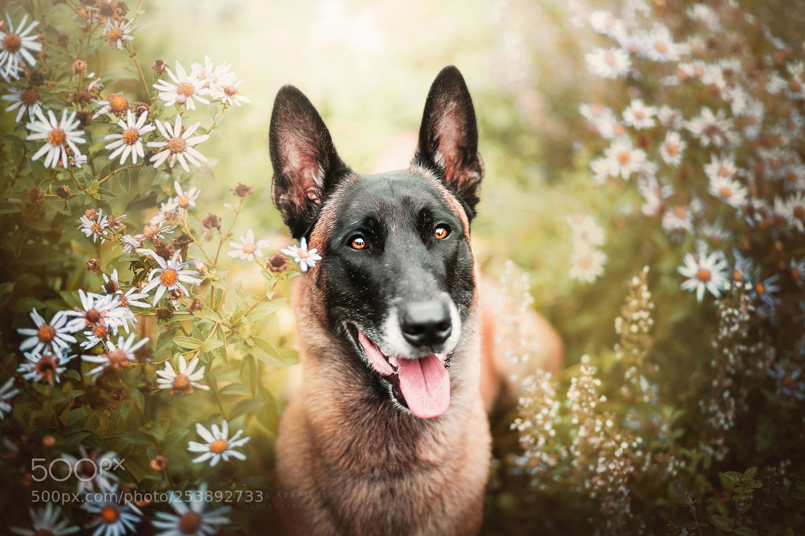 Canon EOS 5D Mark IV sample photo. Flower power photography