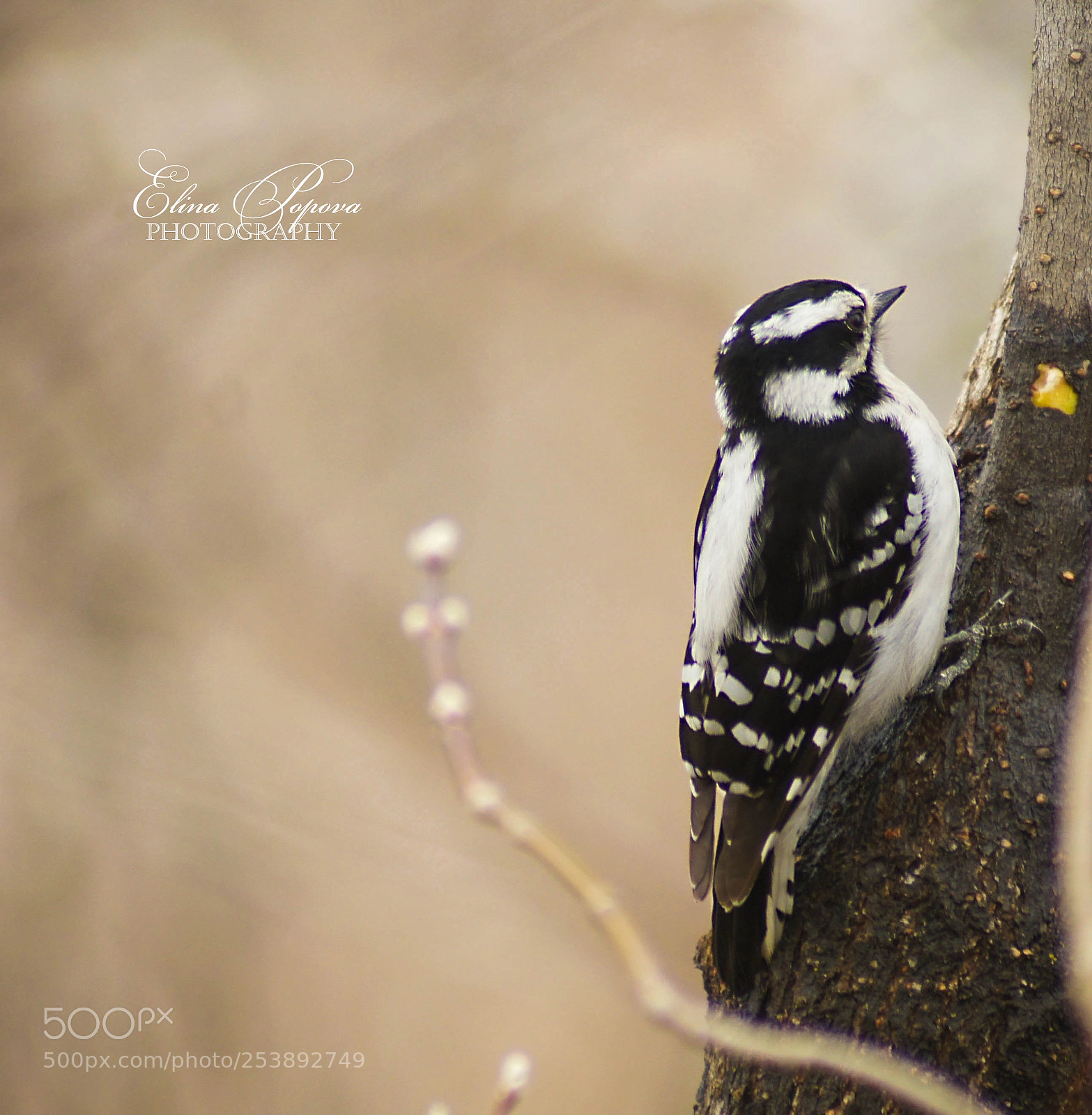 Sony SLT-A55 (SLT-A55V) sample photo. Woodpecker photography
