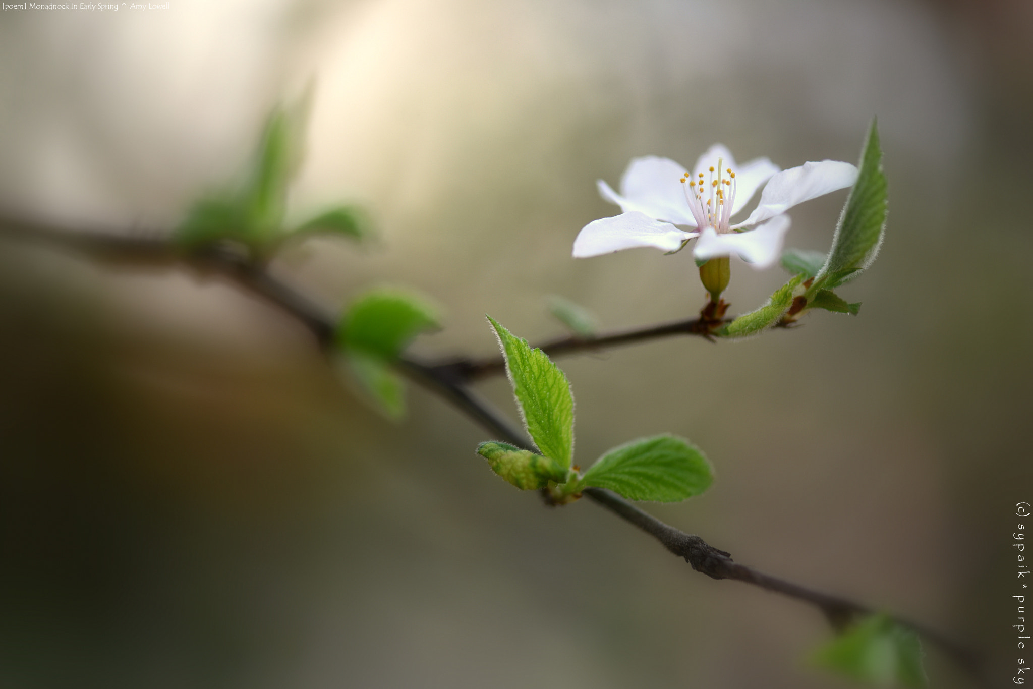 Nikon AF-S Micro-Nikkor 105mm F2.8G IF-ED VR sample photo. Monadnock in early spring** photography