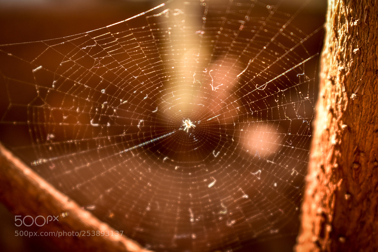 Nikon D3400 sample photo. Spider photography