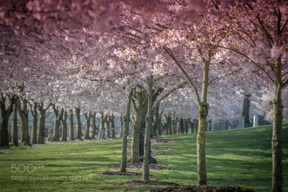 Nikon D7100 sample photo. April blossom. photography