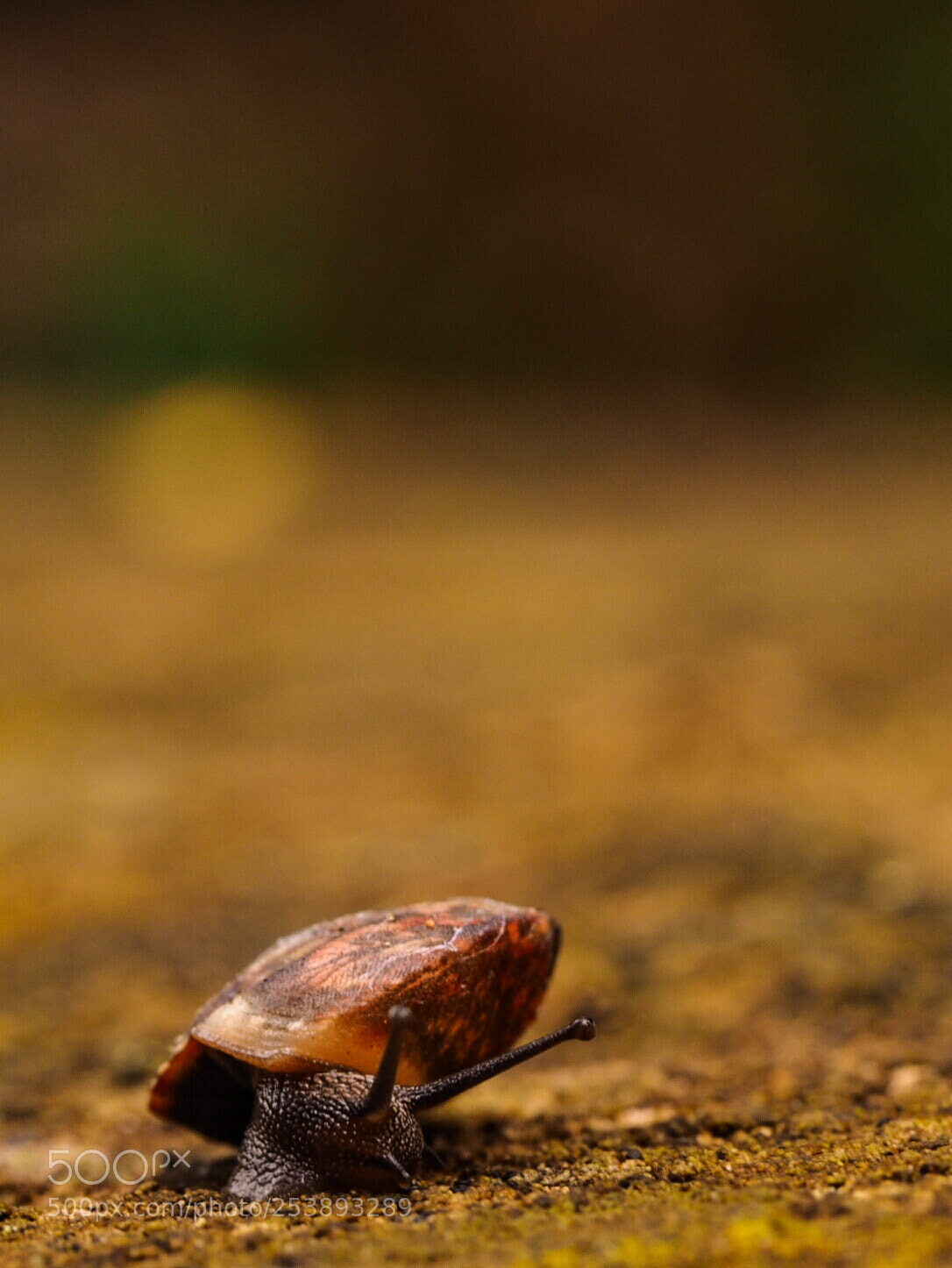Olympus OM-D E-M1 sample photo. Racing snail in left-hand photography