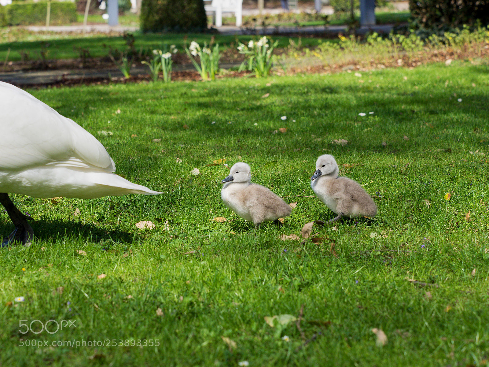 Olympus OM-D E-M1 sample photo. Im gleichschritt photography