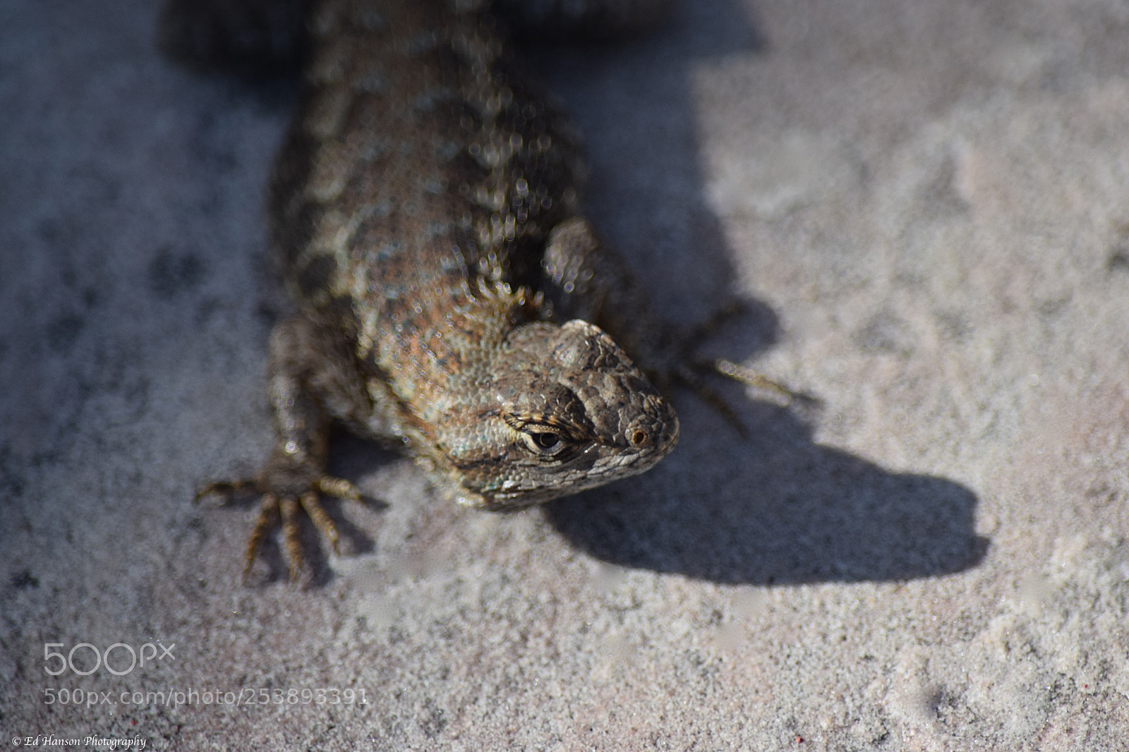 Nikon D3300 sample photo. Say hello to speedy photography