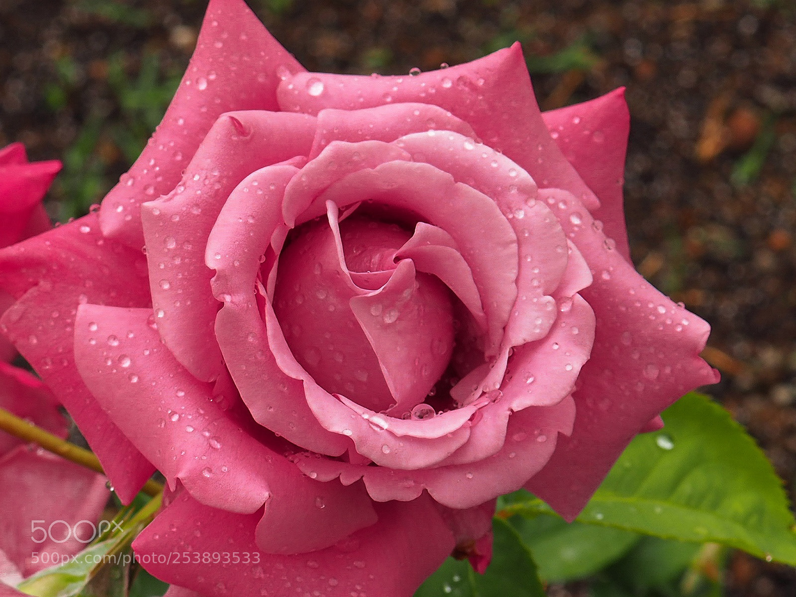 Olympus OM-D E-M10 II sample photo. The beauty of a photography
