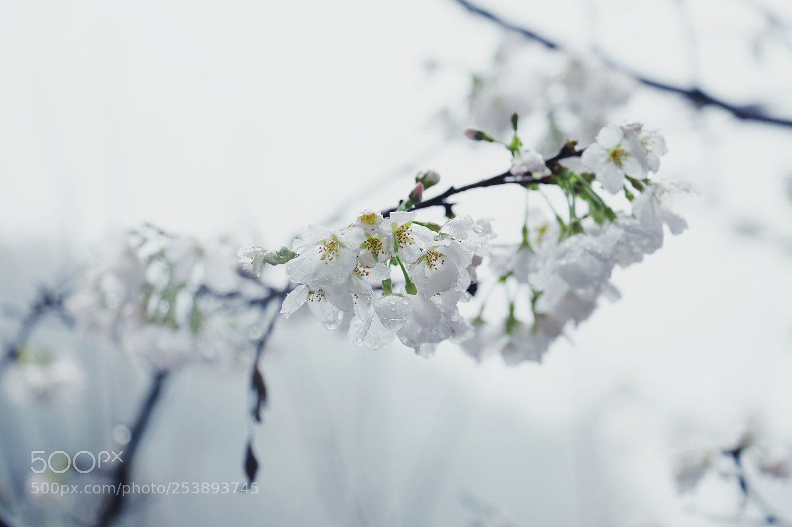 Canon EOS 80D sample photo. Untitled photography
