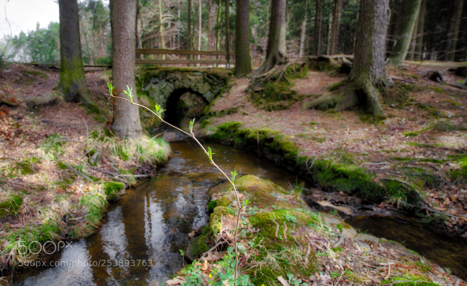 Nikon D5100 sample photo. Bridge photography