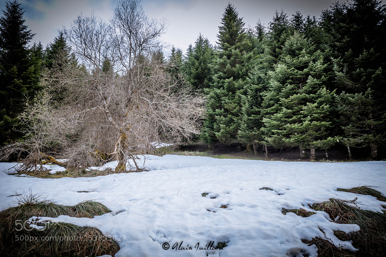 Canon EOS 6D Mark II sample photo. After winter photography