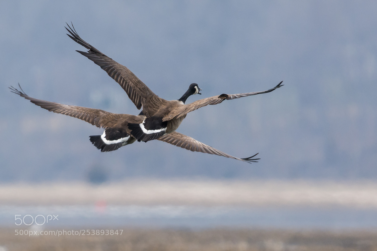 Nikon D7100 sample photo. Pair of canadian geese photography