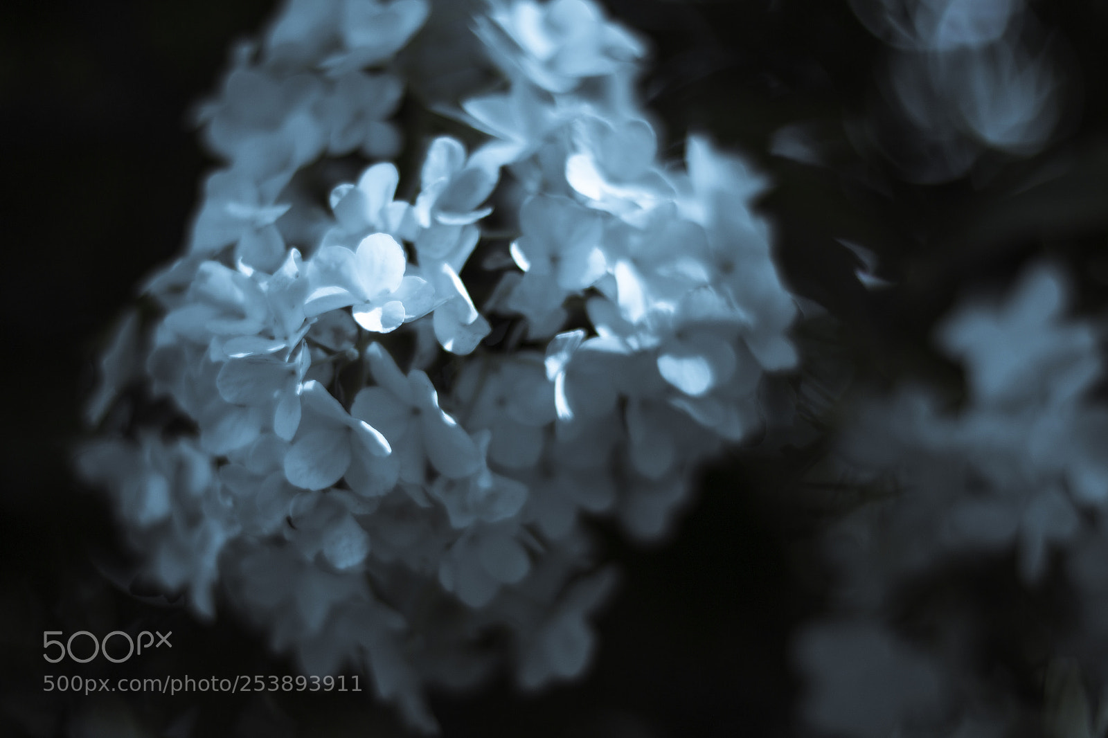 Canon EOS 70D sample photo. Untitled photography