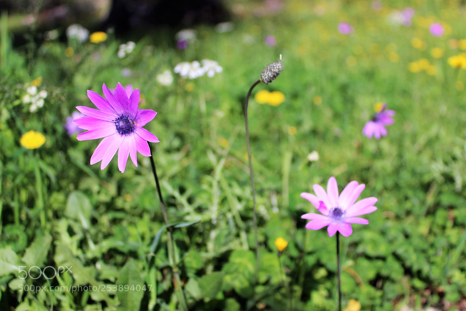Canon EOS 1300D (EOS Rebel T6 / EOS Kiss X80) sample photo. Primavera photography